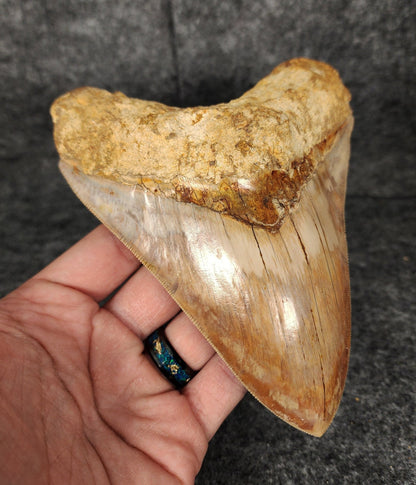 High Quality, 5.69" Fossil Megalodon Tooth - Indonesia - Fossil Driven