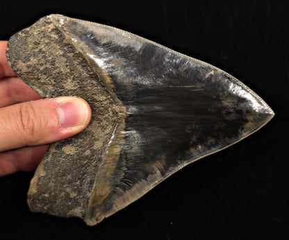 High-Quality, 5.69" Fossil Megalodon Tooth - Java, Indonesia - Fossil Driven