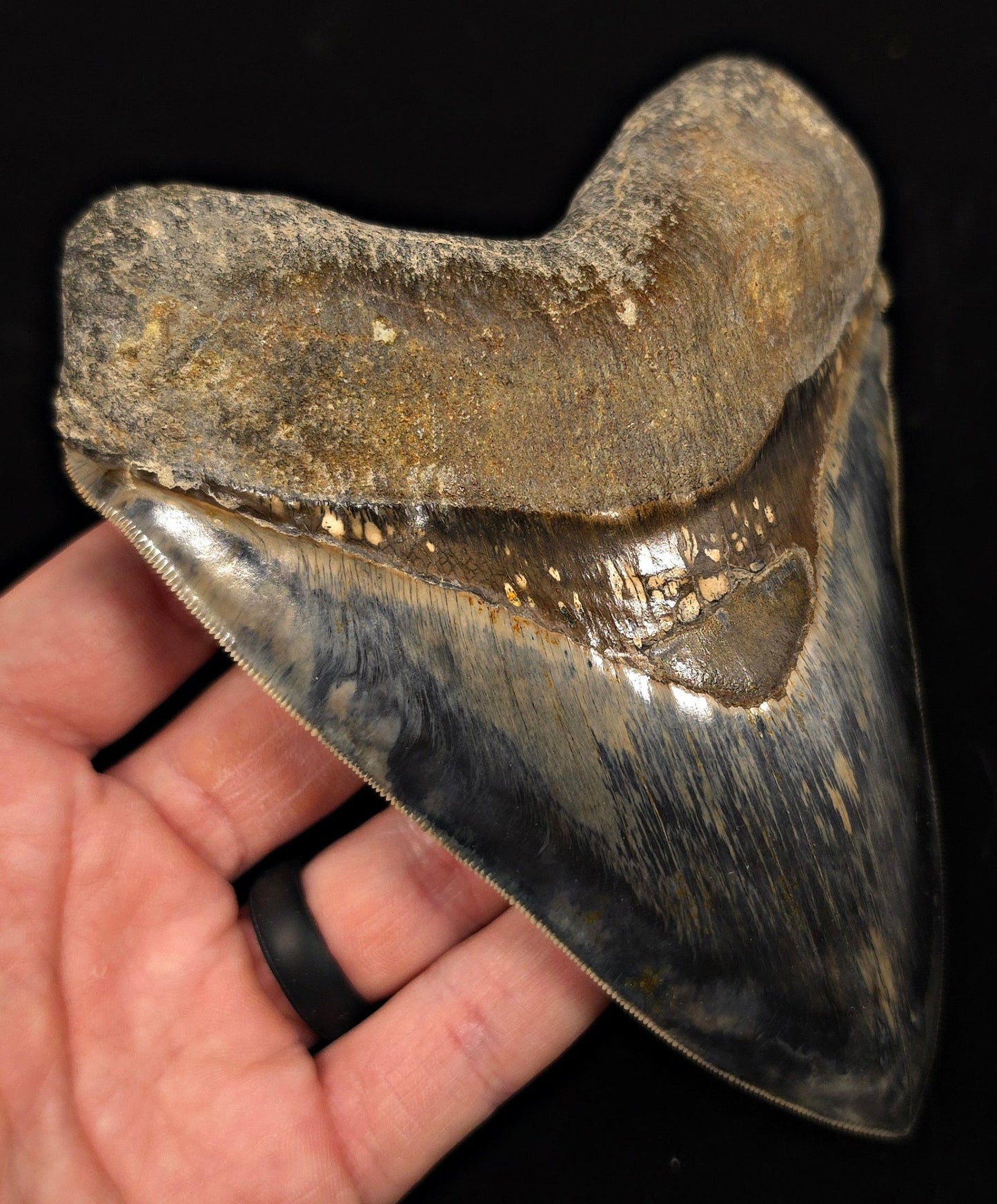 High-Quality, 5.69" Fossil Megalodon Tooth - Java, Indonesia - Fossil Driven