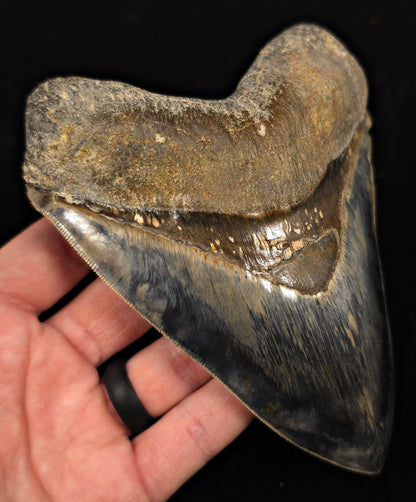 High-Quality, 5.69" Fossil Megalodon Tooth - Java, Indonesia - Fossil Driven