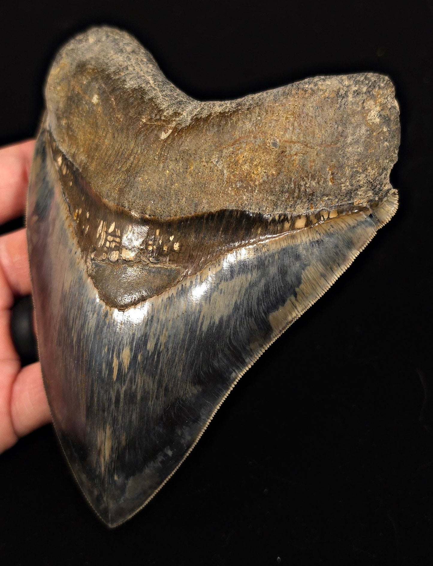 High-Quality, 5.69" Fossil Megalodon Tooth - Java, Indonesia - Fossil Driven