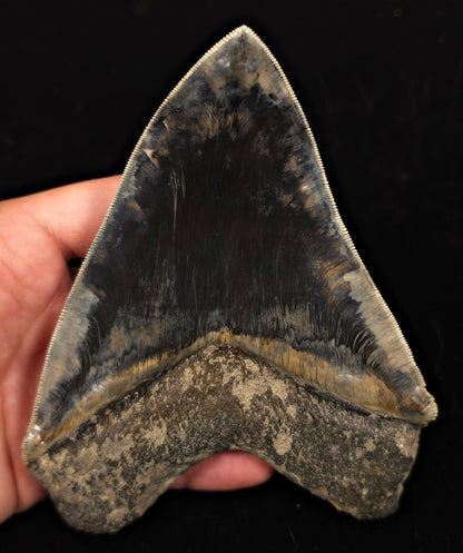 High-Quality, 5.69" Fossil Megalodon Tooth - Java, Indonesia - Fossil Driven