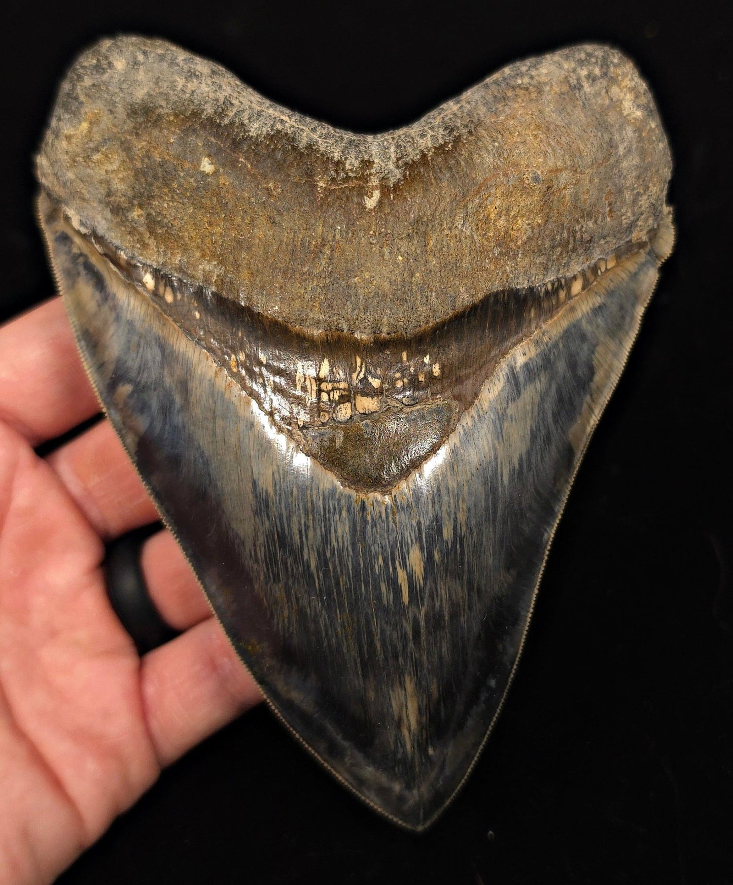 High-Quality, 5.69" Fossil Megalodon Tooth - Java, Indonesia - Fossil Driven
