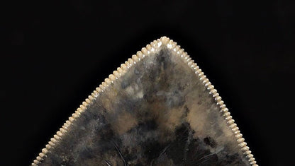 High-Quality, 5.69" Fossil Megalodon Tooth - Java, Indonesia - Fossil Driven