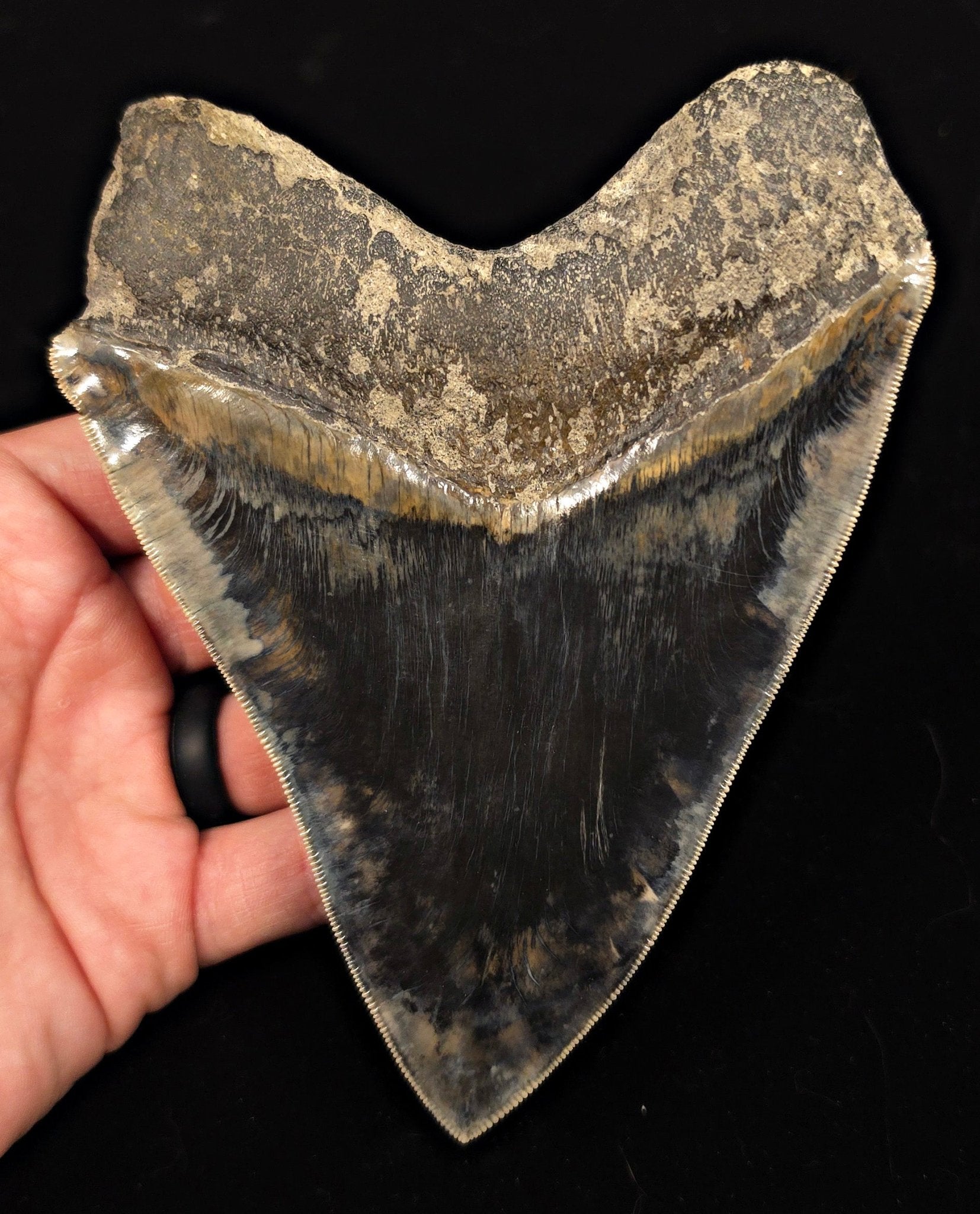 High-Quality, 5.69" Fossil Megalodon Tooth - Java, Indonesia - Fossil Driven