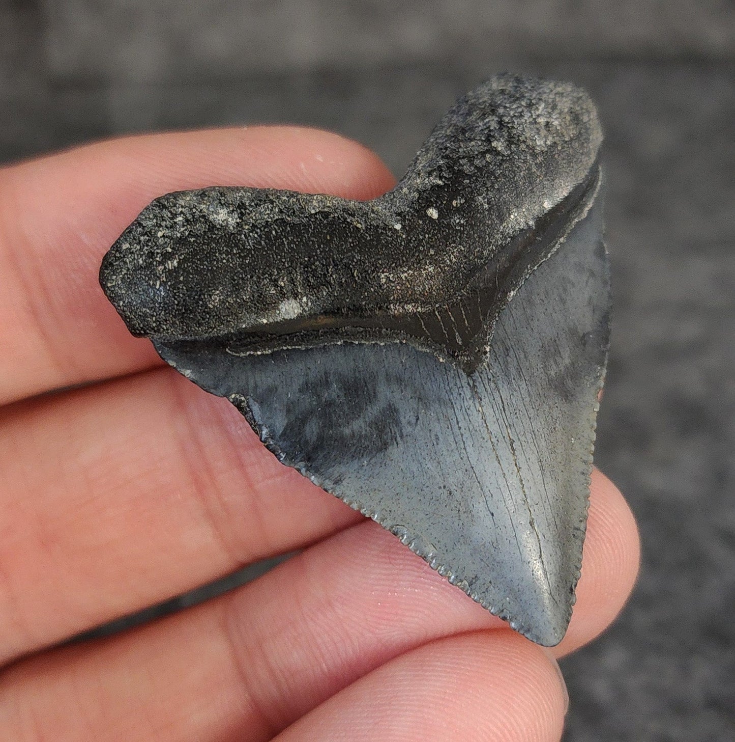 High Quality Hubbell, 1.77" Fossil Megalodon Tooth - Venice, Florida - Fossil Driven