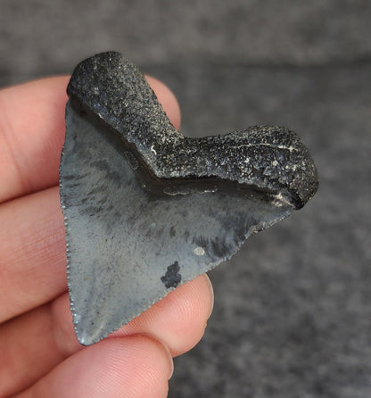 High Quality Hubbell, 1.77" Fossil Megalodon Tooth - Venice, Florida - Fossil Driven