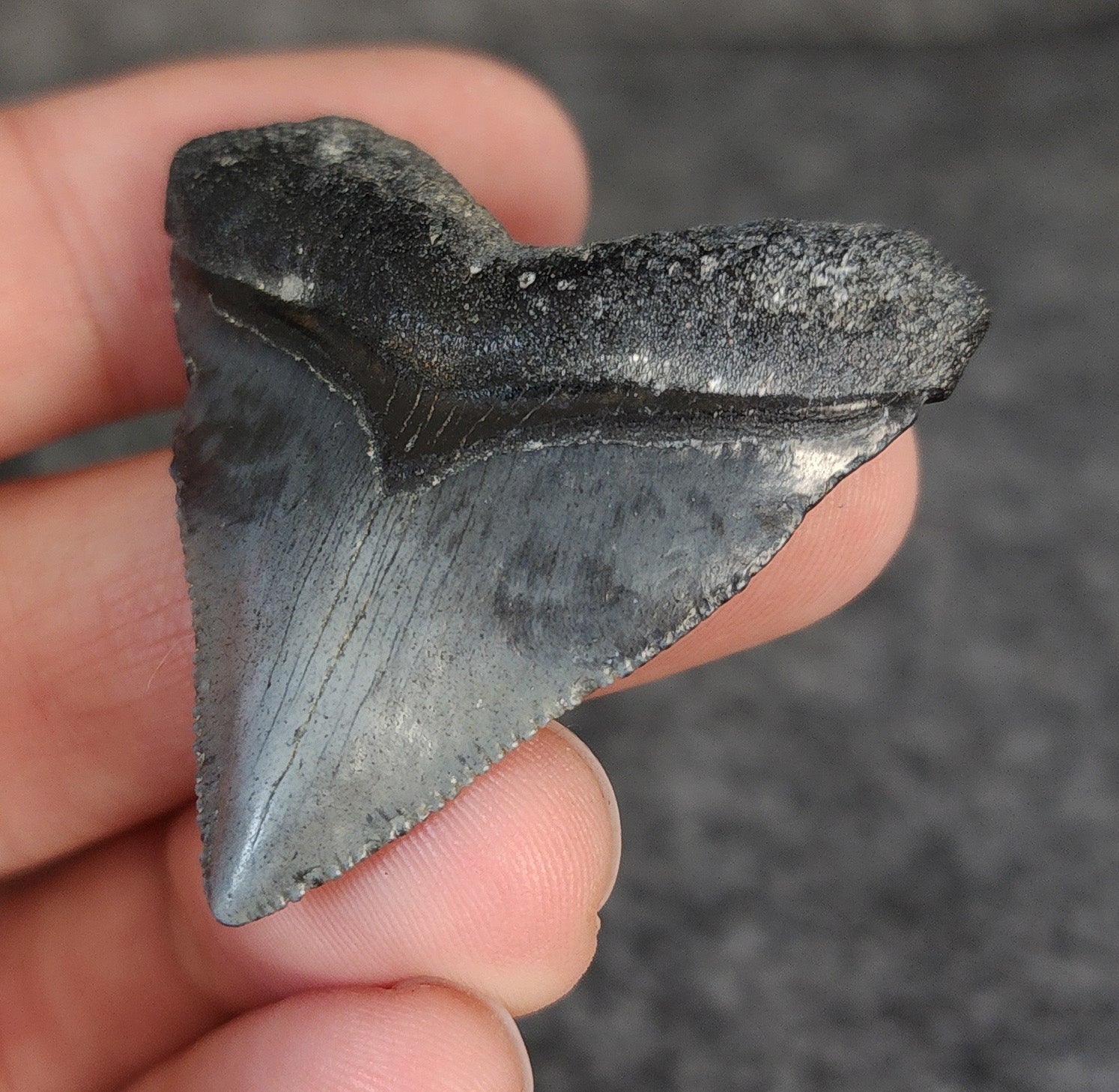 High Quality Hubbell, 1.77" Fossil Megalodon Tooth - Venice, Florida - Fossil Driven