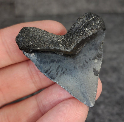 High Quality Hubbell, 1.77" Fossil Megalodon Tooth - Venice, Florida - Fossil Driven