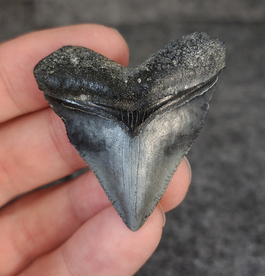 High Quality Hubbell, 1.77" Fossil Megalodon Tooth - Venice, Florida - Fossil Driven