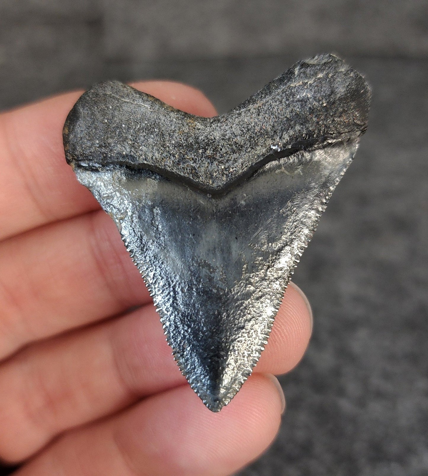 High Quality Hubbell, 1.88" Fossil Megalodon Tooth - Venice, Florida - Fossil Driven