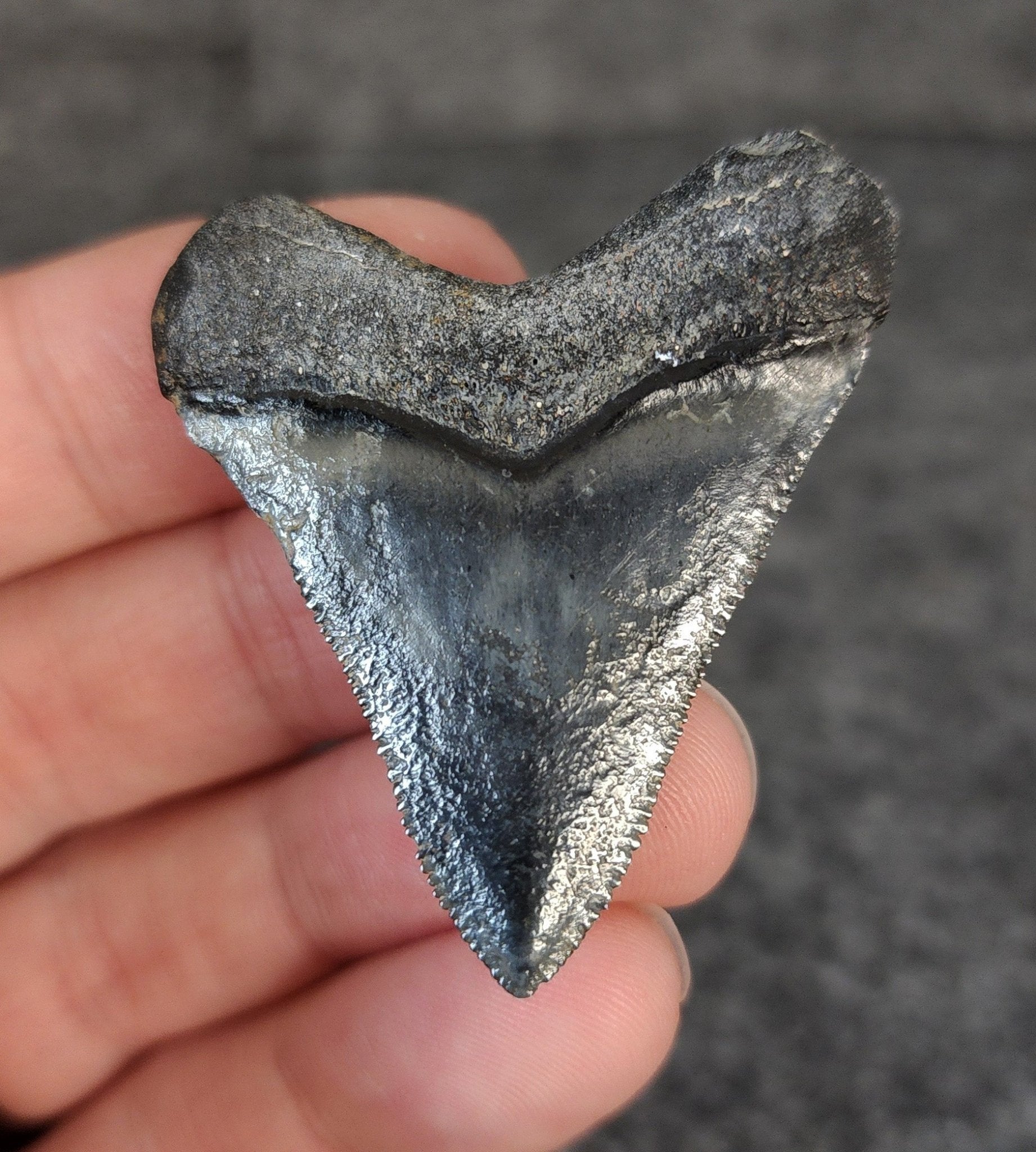 High Quality Hubbell, 1.88" Fossil Megalodon Tooth - Venice, Florida - Fossil Driven