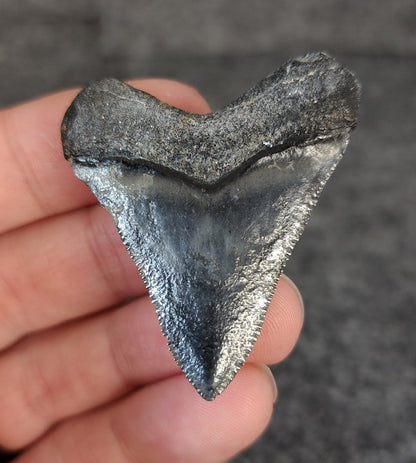 High Quality Hubbell, 1.88" Fossil Megalodon Tooth - Venice, Florida - Fossil Driven