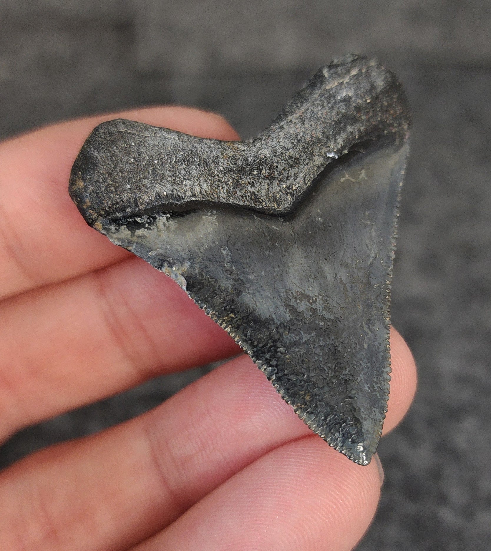High Quality Hubbell, 1.88" Fossil Megalodon Tooth - Venice, Florida - Fossil Driven