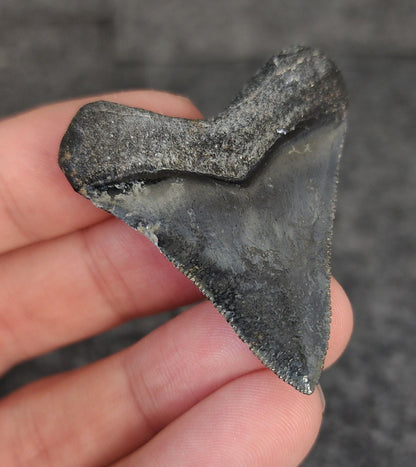 High Quality Hubbell, 1.88" Fossil Megalodon Tooth - Venice, Florida - Fossil Driven