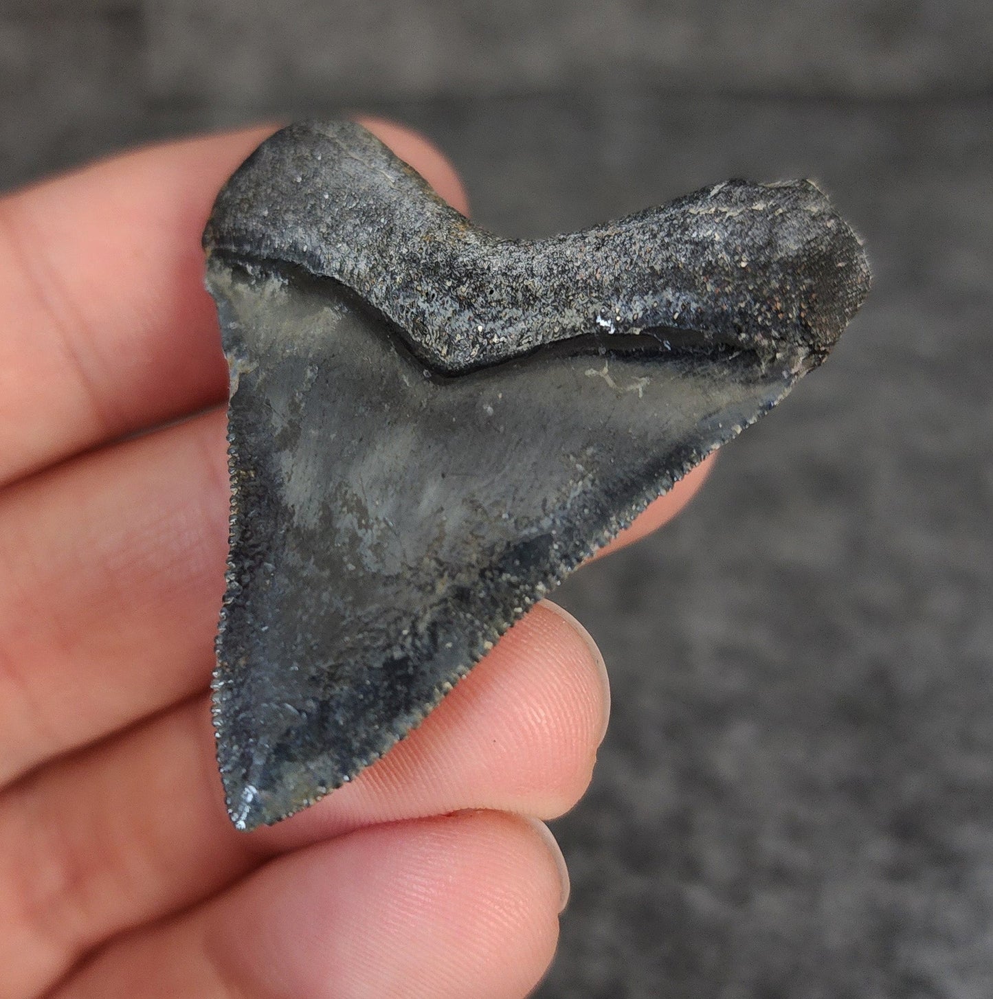 High Quality Hubbell, 1.88" Fossil Megalodon Tooth - Venice, Florida - Fossil Driven