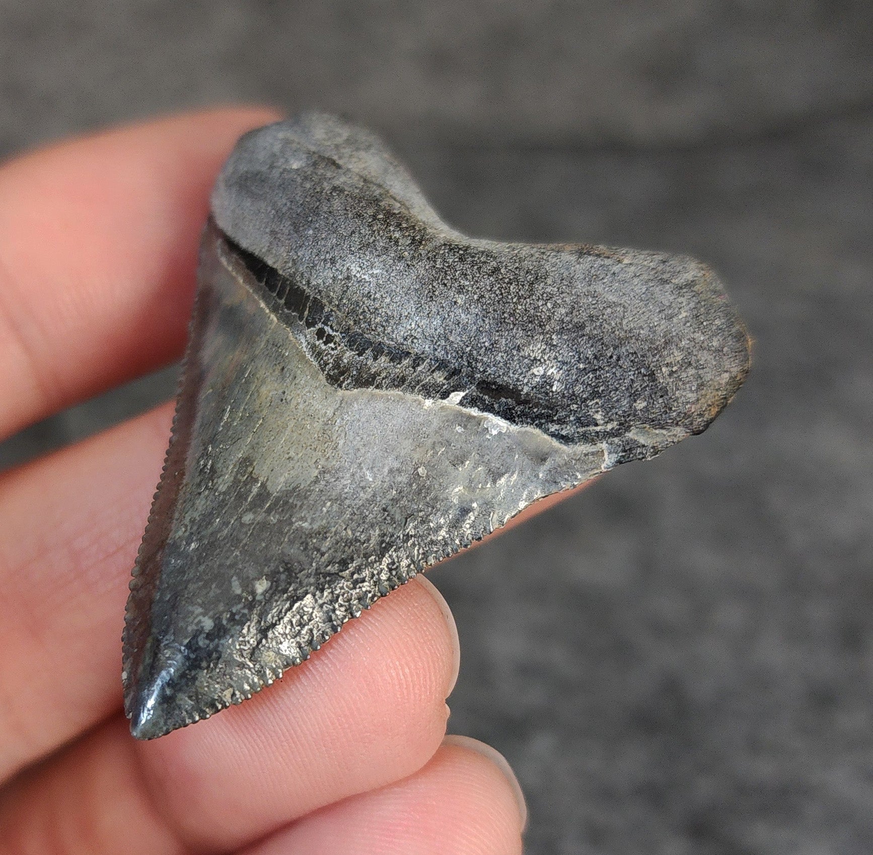 High Quality Hubbell, 1.88" Fossil Megalodon Tooth - Venice, Florida - Fossil Driven