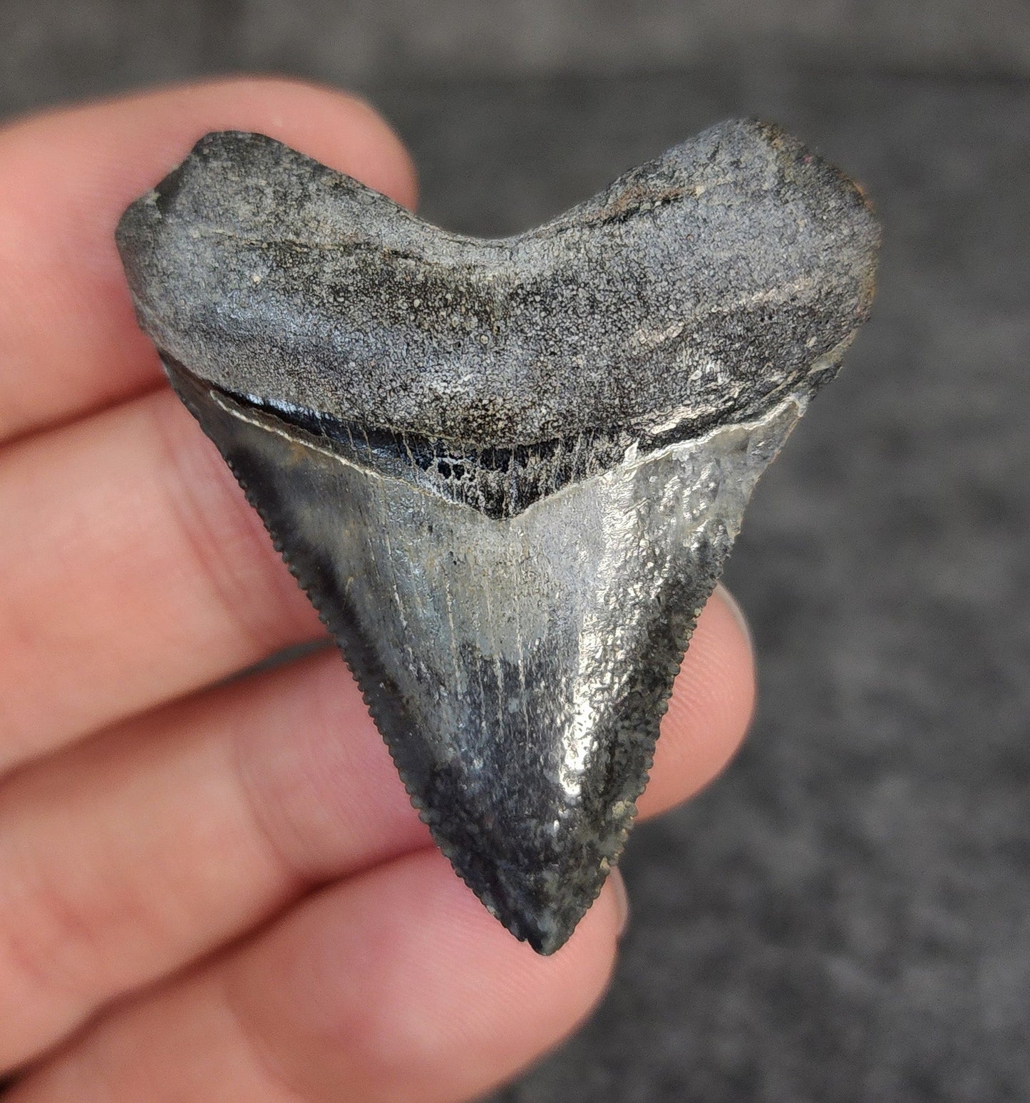 High Quality Hubbell, 1.88" Fossil Megalodon Tooth - Venice, Florida - Fossil Driven