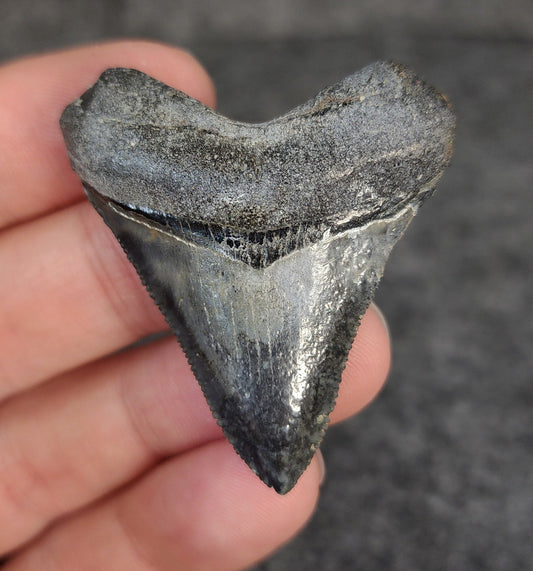 High Quality Hubbell, 1.88" Fossil Megalodon Tooth - Venice, Florida - Fossil Driven