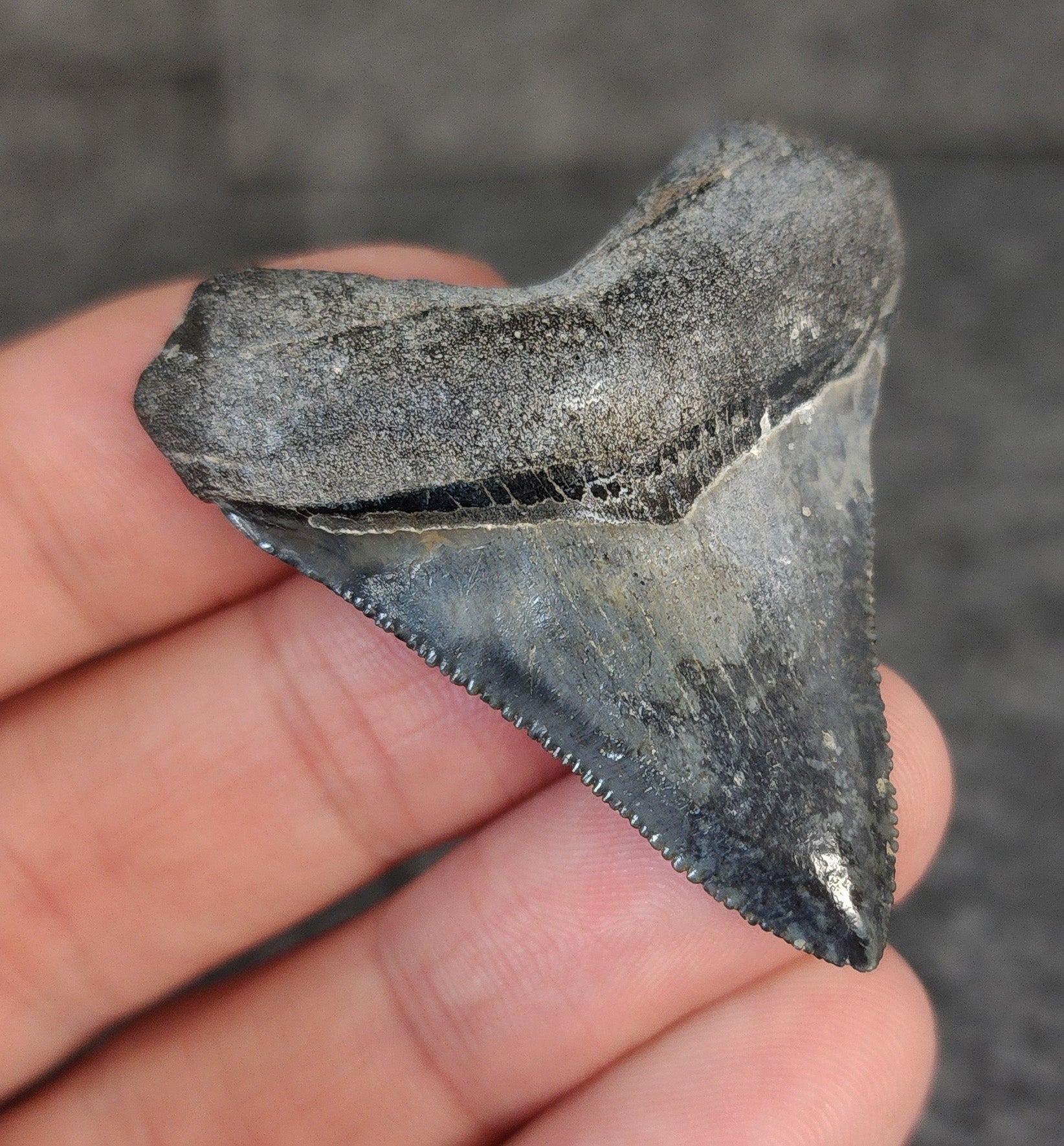 High Quality Hubbell, 1.88" Fossil Megalodon Tooth - Venice, Florida - Fossil Driven