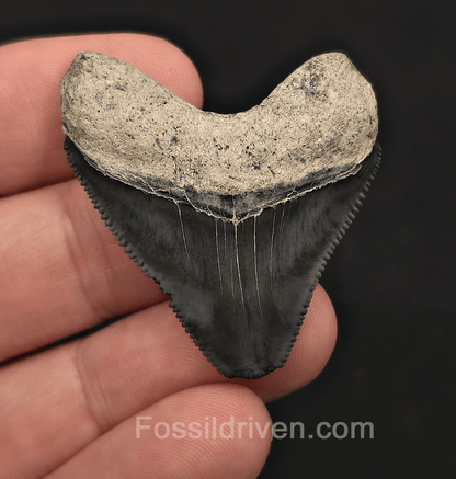 Hubbell, 1.71" Megalodon Tooth - Bone Valley, Florida - Fossil Driven