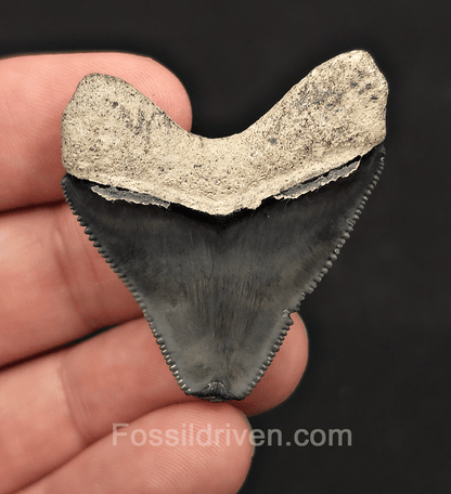 Hubbell, 1.71" Megalodon Tooth - Bone Valley, Florida - Fossil Driven