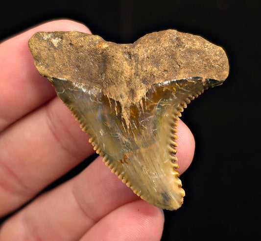 Huge, 2.02" Fossil Hemipristis Shark Tooth - Banten, Indonesia - Fossil Driven
