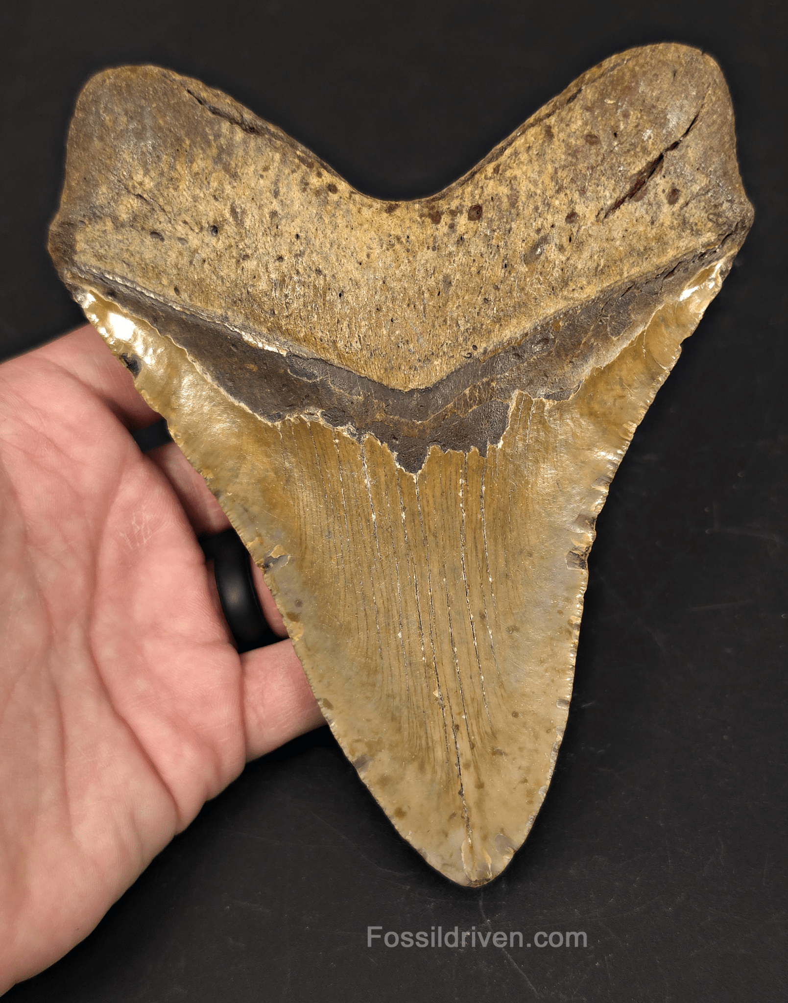 Huge 6.07" Fossil Megalodon Tooth - North Carolina | Fossil Driven - Fossil Driven