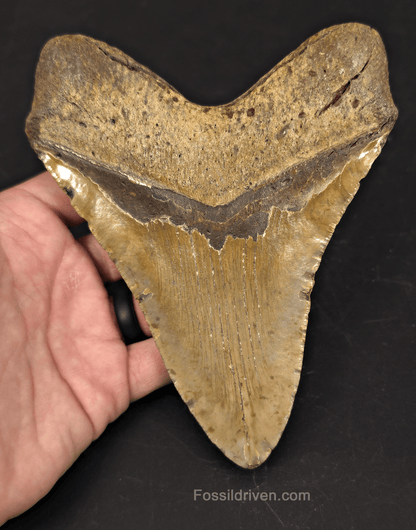 Huge 6.07" Fossil Megalodon Tooth - North Carolina | Fossil Driven - Fossil Driven