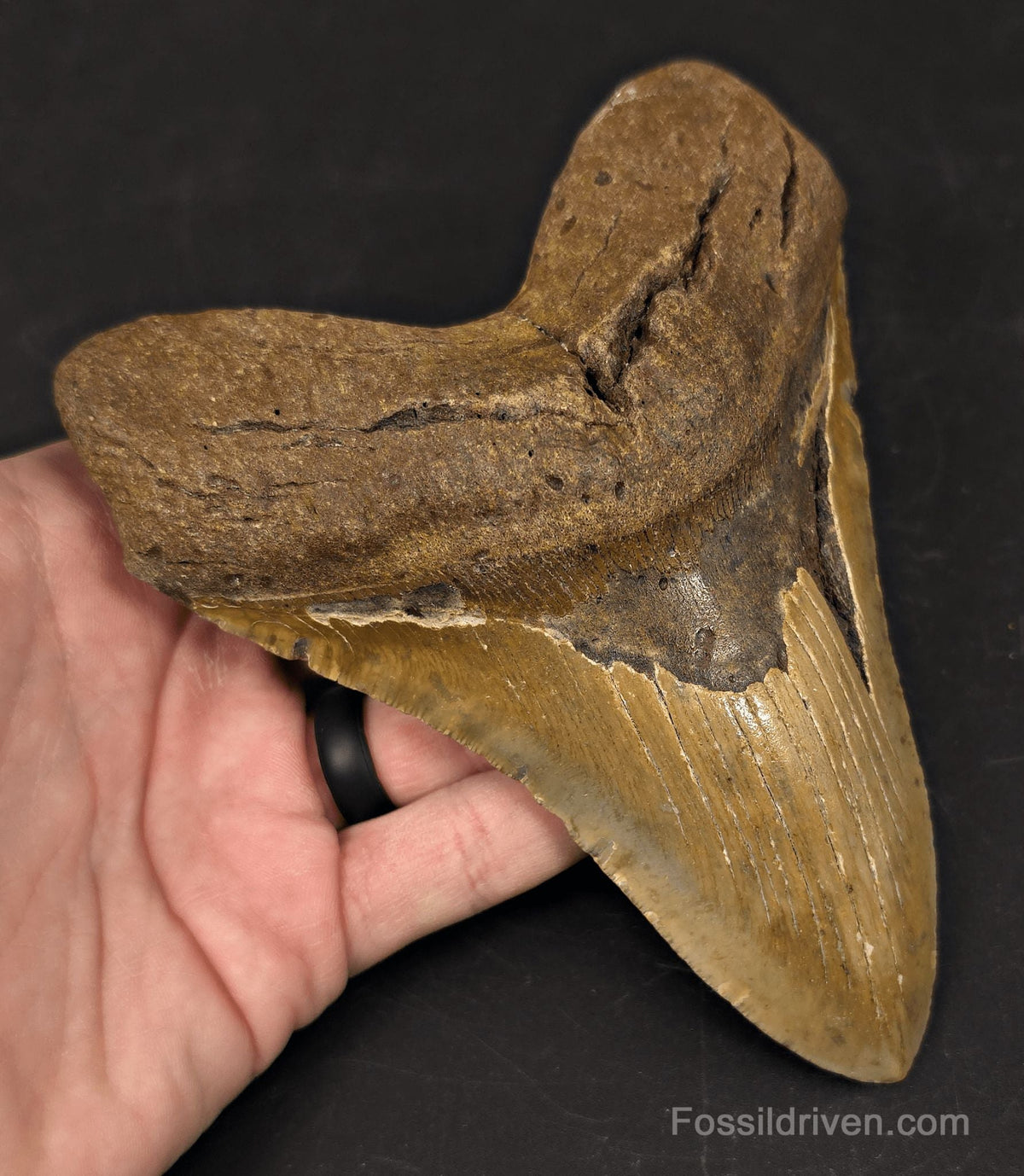 Huge 6.07" Fossil Megalodon Tooth - North Carolina | Fossil Driven - Fossil Driven