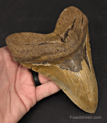 Huge 6.07" Fossil Megalodon Tooth - North Carolina | Fossil Driven - Fossil Driven