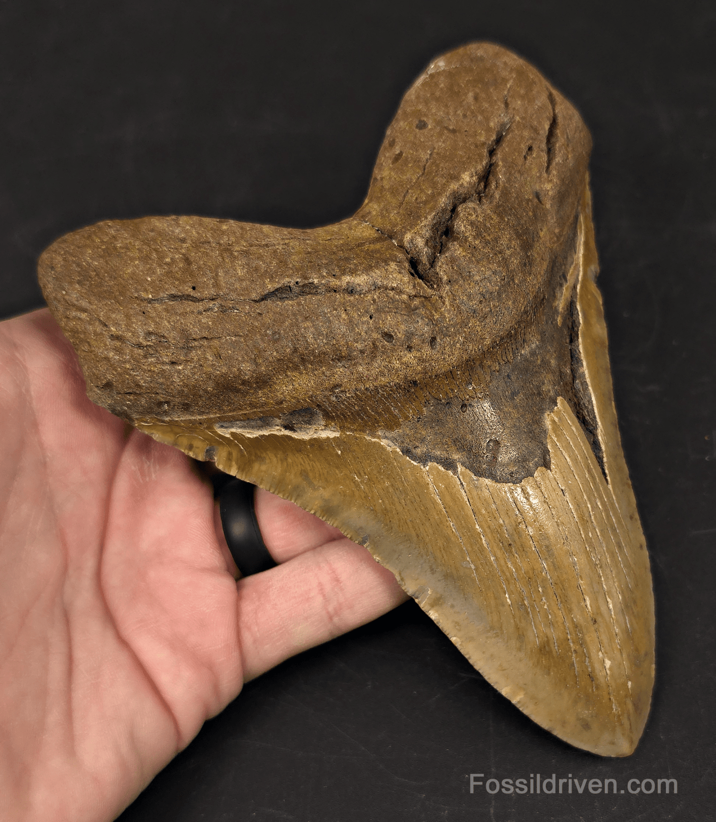 Huge 6.07" Fossil Megalodon Tooth - North Carolina | Fossil Driven - Fossil Driven