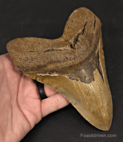 Huge 6.07" Fossil Megalodon Tooth - North Carolina | Fossil Driven - Fossil Driven