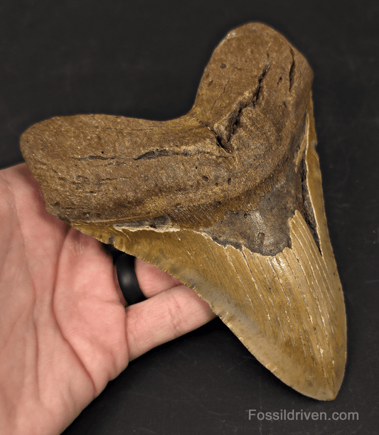 Huge 6.07" Fossil Megalodon Tooth - North Carolina | Fossil Driven - Fossil Driven