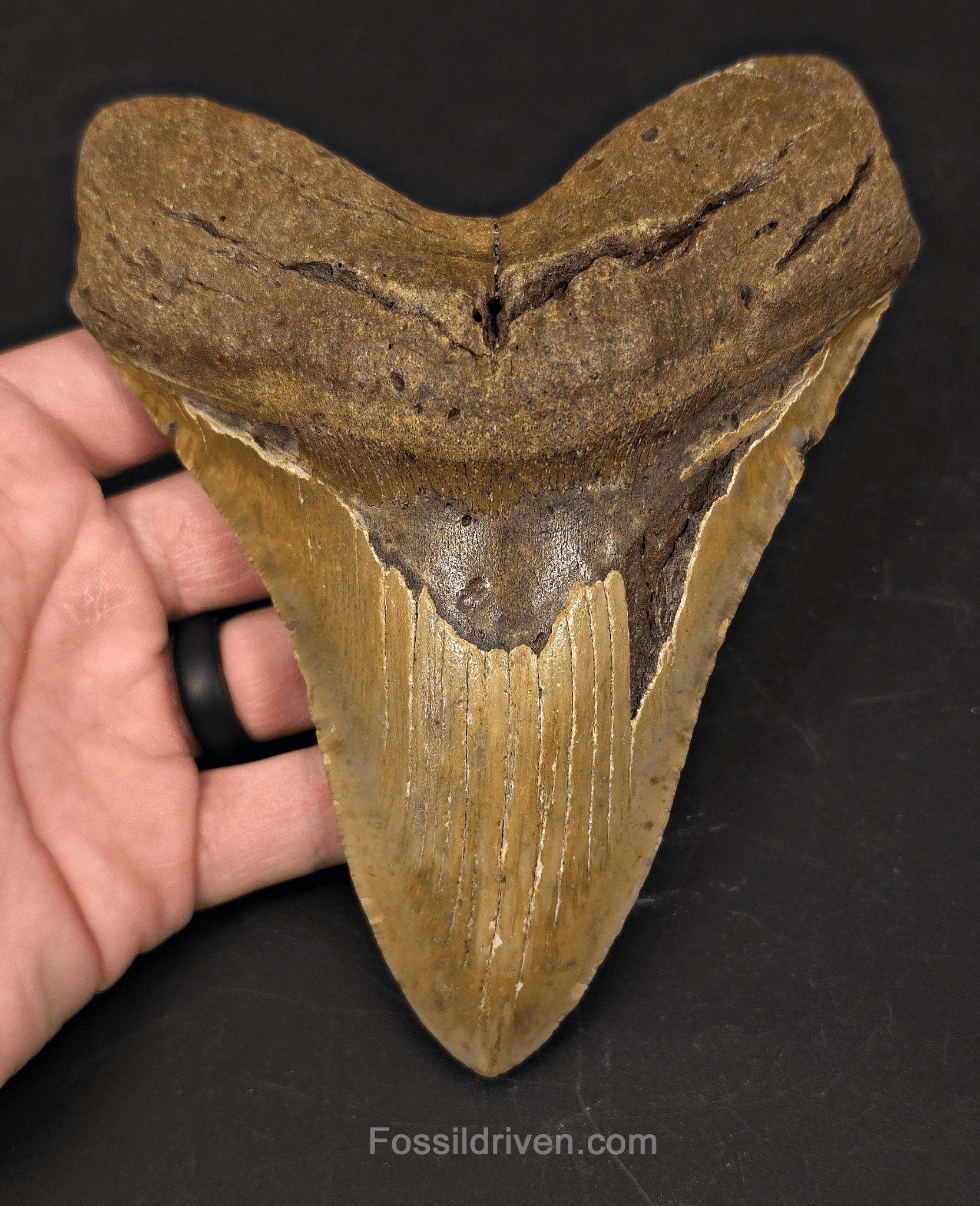 Huge 6.07" Fossil Megalodon Tooth - North Carolina | Fossil Driven - Fossil Driven
