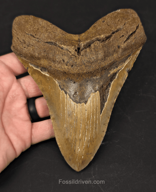Huge 6.07" Fossil Megalodon Tooth - North Carolina | Fossil Driven - Fossil Driven