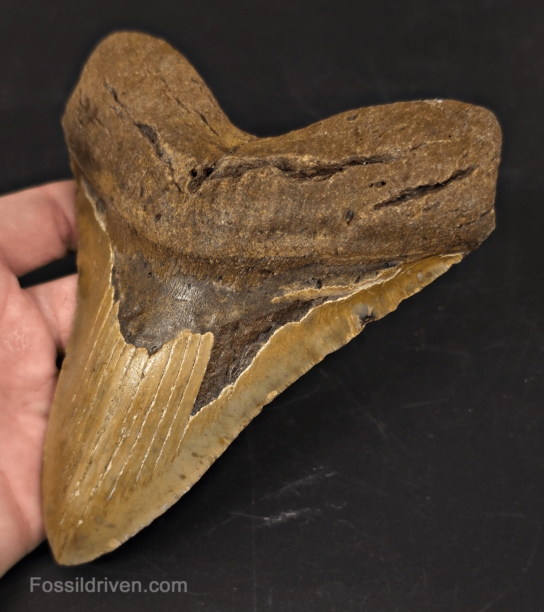 Huge 6.07" Fossil Megalodon Tooth - North Carolina | Fossil Driven - Fossil Driven