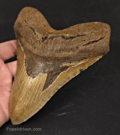 Huge 6.07" Fossil Megalodon Tooth - North Carolina | Fossil Driven - Fossil Driven