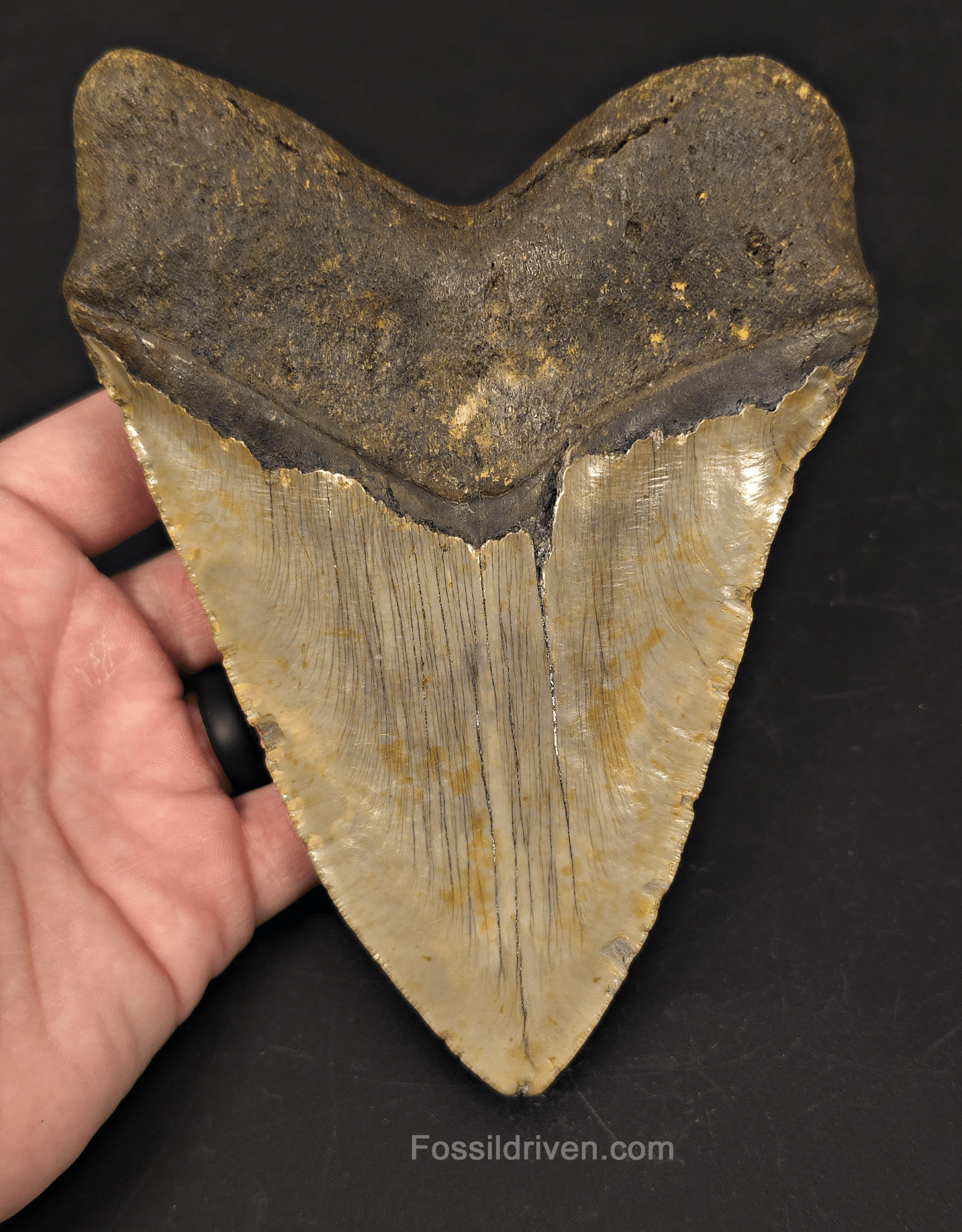 Huge 6.10" Fossil Megalodon Tooth - North Carolina | Fossil Driven - Fossil Driven