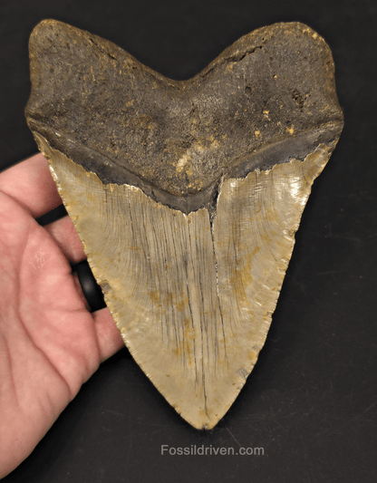 Huge 6.10" Fossil Megalodon Tooth - North Carolina | Fossil Driven - Fossil Driven
