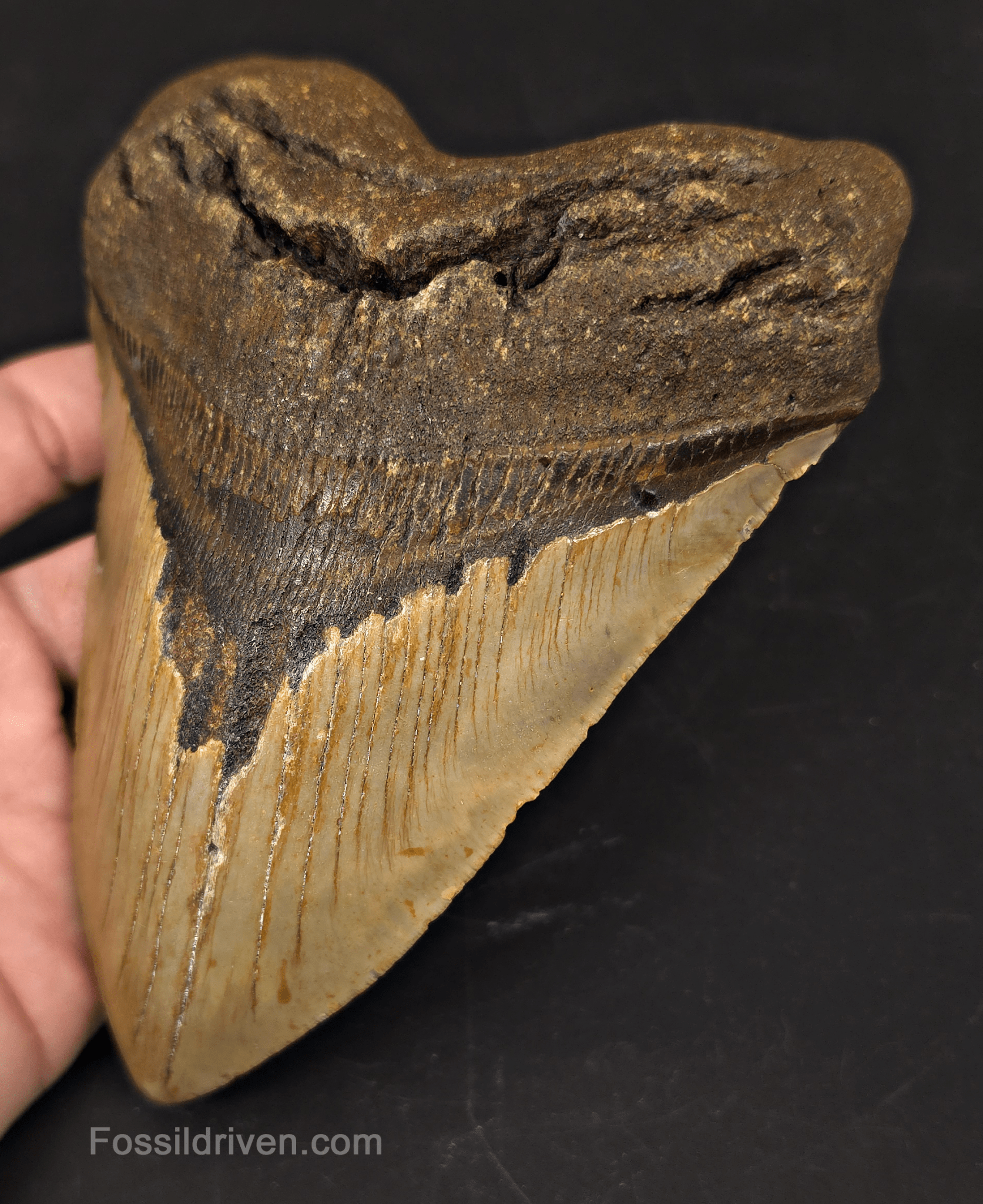 Huge 6.10" Fossil Megalodon Tooth - North Carolina | Fossil Driven - Fossil Driven