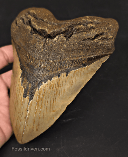 Huge 6.10" Fossil Megalodon Tooth - North Carolina | Fossil Driven - Fossil Driven