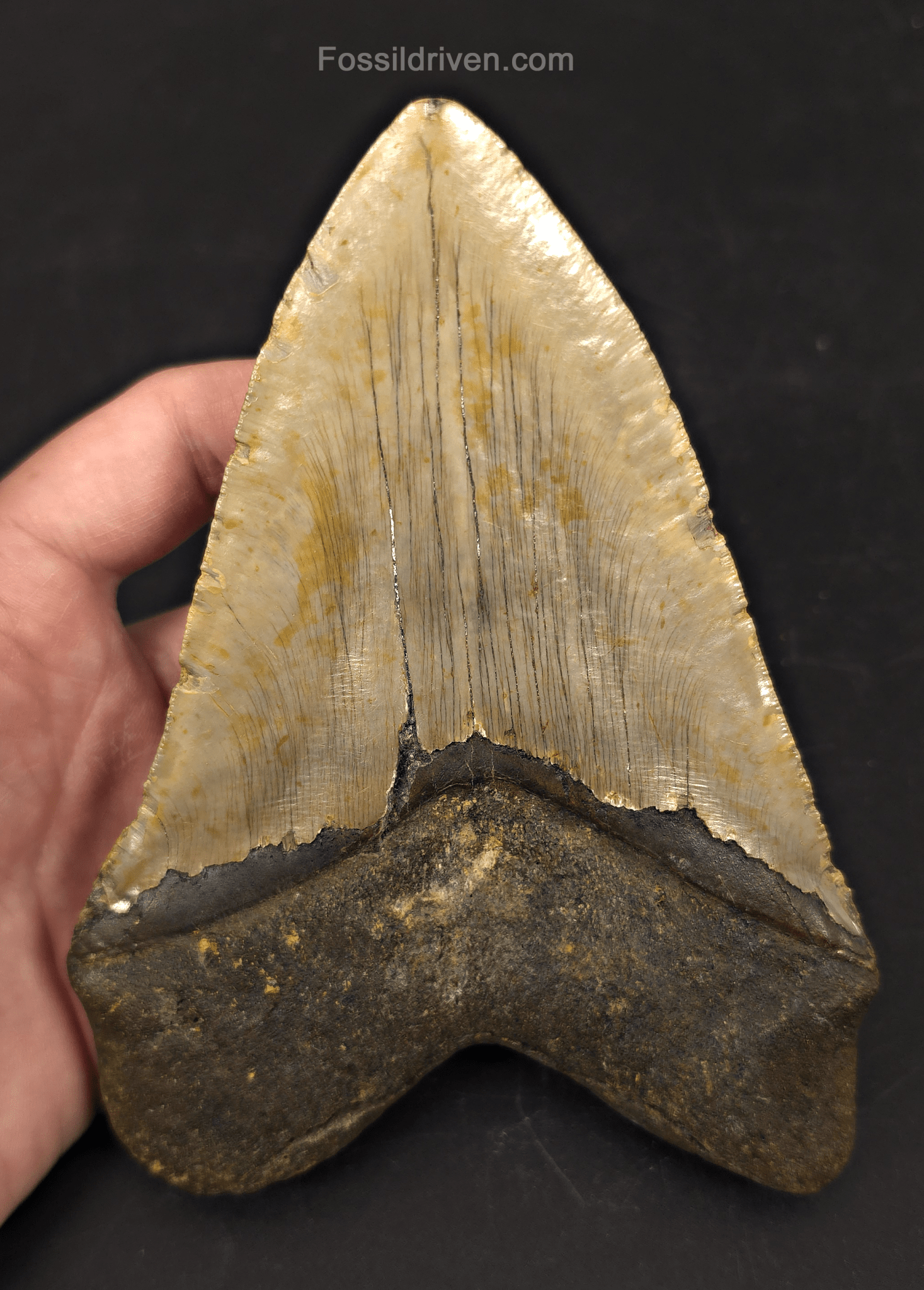 Huge 6.10" Fossil Megalodon Tooth - North Carolina | Fossil Driven - Fossil Driven