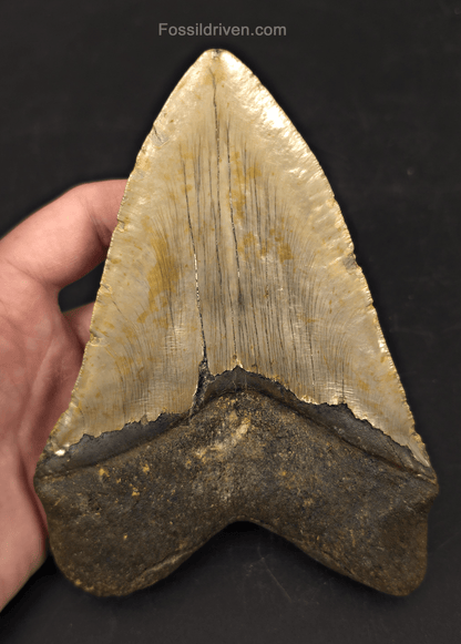 Huge 6.10" Fossil Megalodon Tooth - North Carolina | Fossil Driven - Fossil Driven