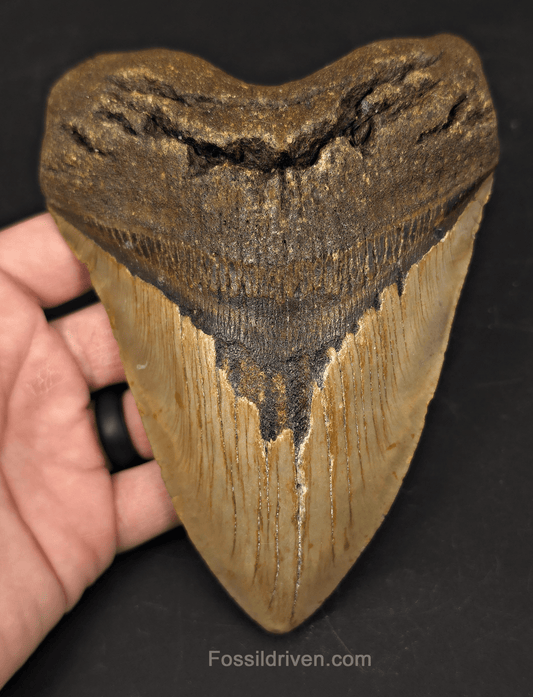 Huge 6.10" Fossil Megalodon Tooth - North Carolina | Fossil Driven - Fossil Driven