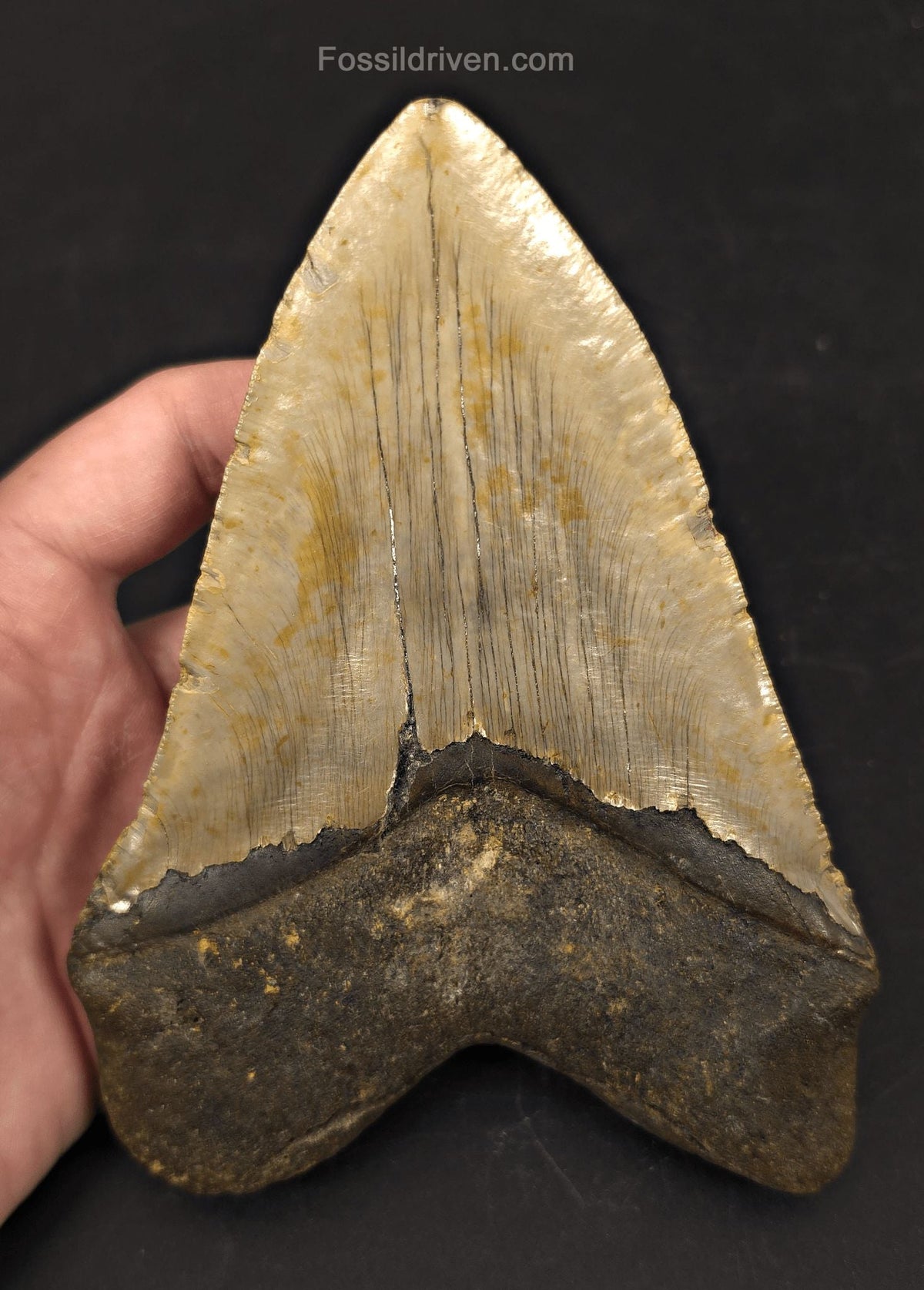 Huge 6.10" Fossil Megalodon Tooth - North Carolina | Fossil Driven - Fossil Driven