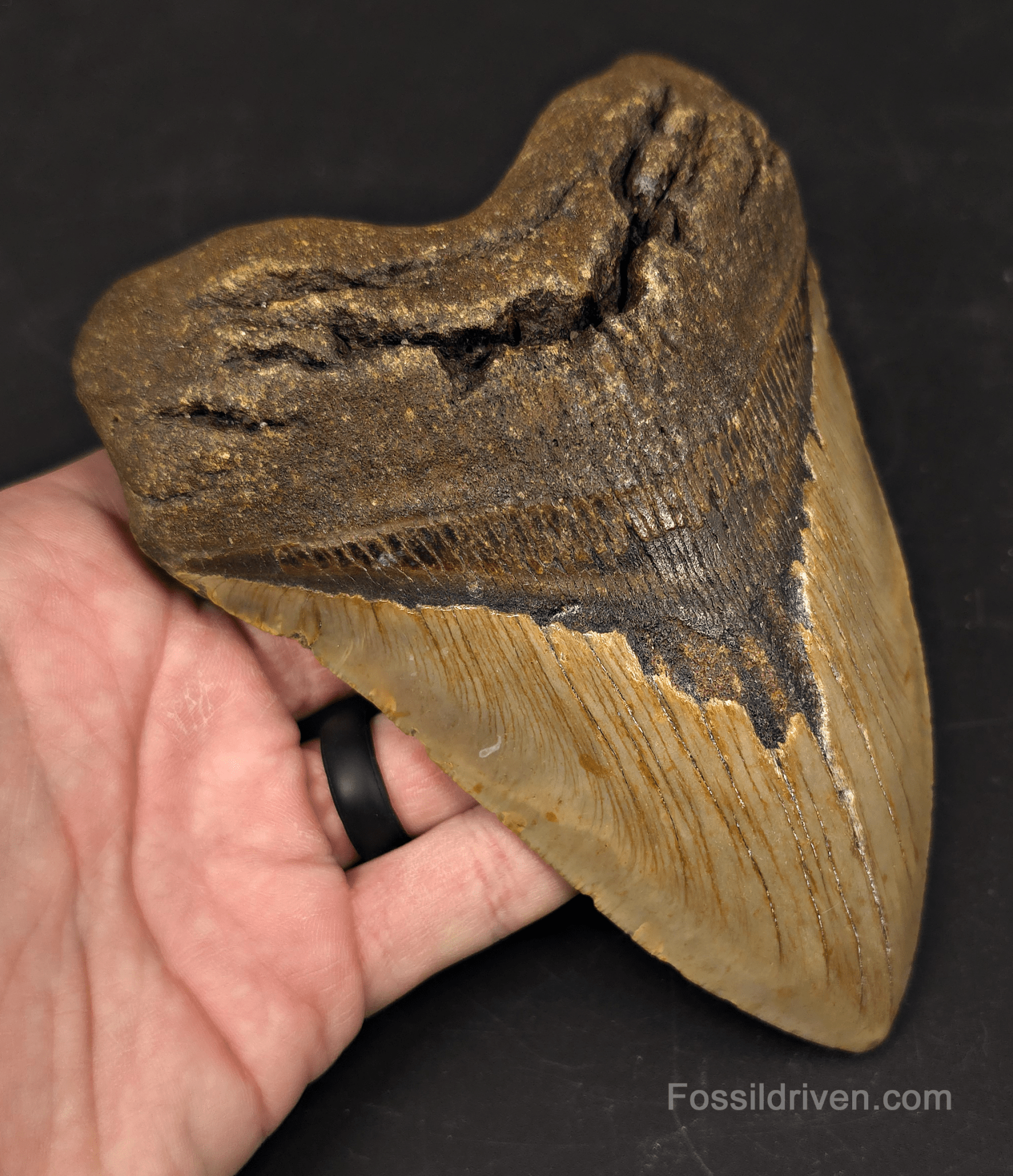 Huge 6.10" Fossil Megalodon Tooth - North Carolina | Fossil Driven - Fossil Driven