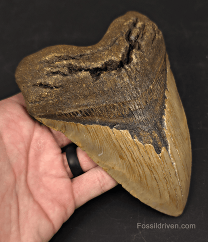 Huge 6.10" Fossil Megalodon Tooth - North Carolina | Fossil Driven - Fossil Driven