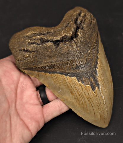 Huge 6.10" Fossil Megalodon Tooth - North Carolina | Fossil Driven - Fossil Driven