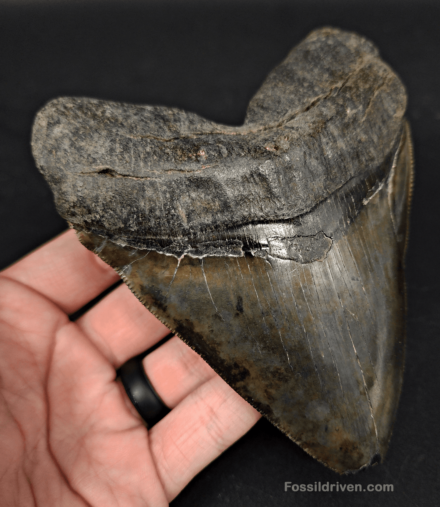 Huge & Authentic, 5.28" Fossil Chubutensis Shark Tooth - South Carolina - Fossil Driven